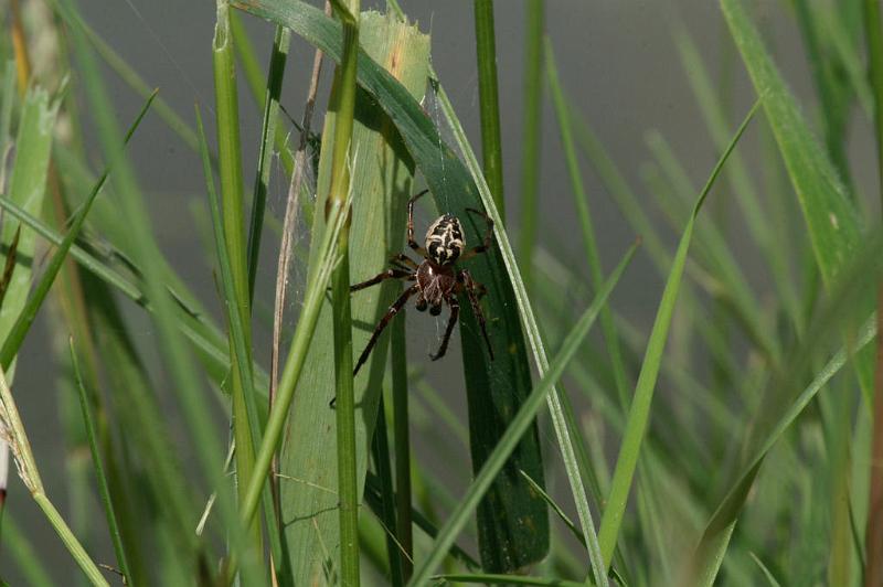 Larinioides_sclopetarius_D5105_Z_88_Canal du Nivernais_Frankrijk.jpg